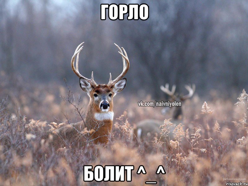 Горло Болит ^_^, Мем   Наивный олень