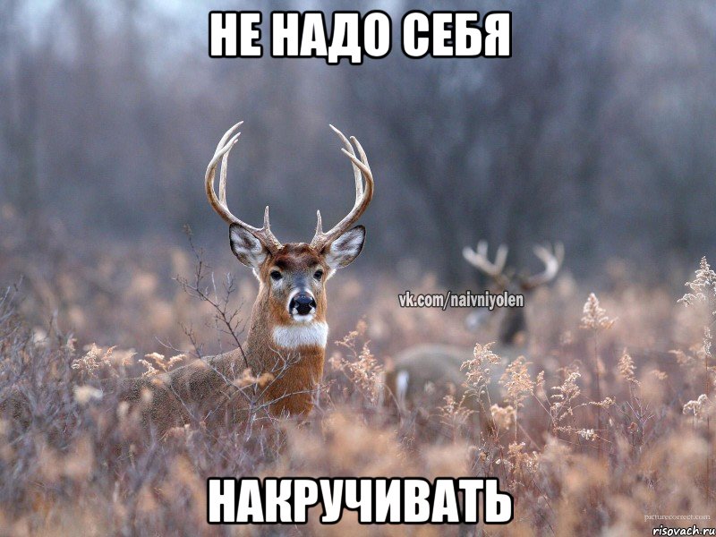 Не надо себя накручивать, Мем   Наивный олень