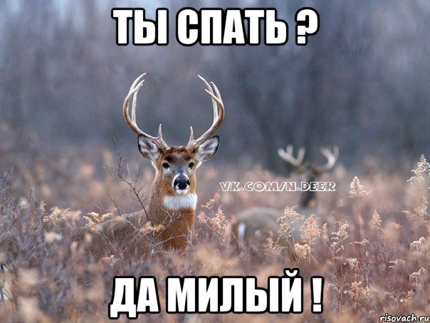 ты спать ? да милый !, Мем   Наивный олень