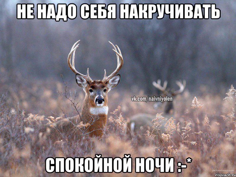 Не надо себя накручивать Спокойной ночи :-*, Мем   Наивный олень