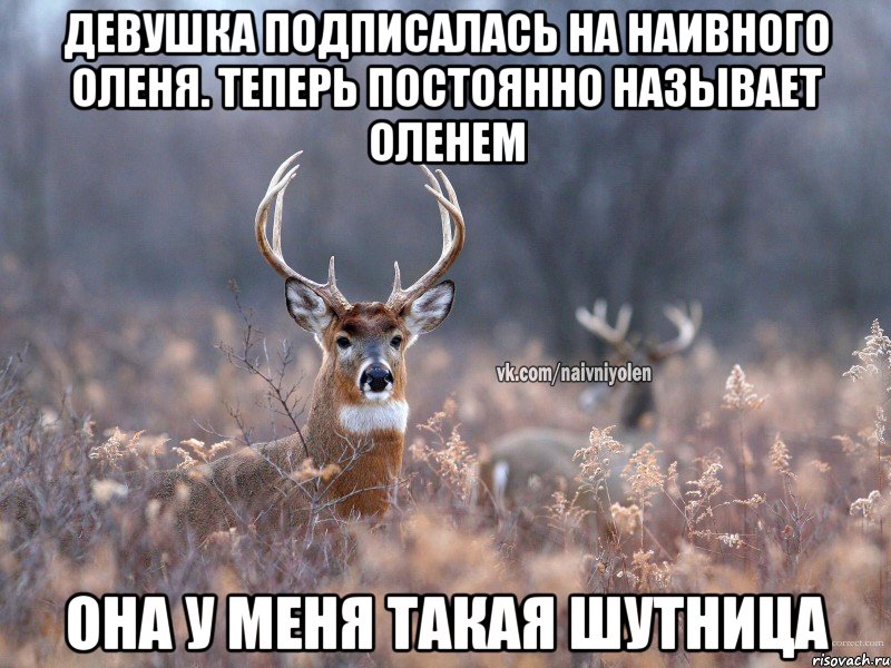 ДЕВУШКА ПОДПИСАЛАСЬ НА НАИВНОГО ОЛЕНЯ. ТЕПЕРЬ ПОСТОЯННО НАЗЫВАЕТ ОЛЕНЕМ ОНА У МЕНЯ ТАКАЯ ШУТНИЦА, Мем   Наивный олень