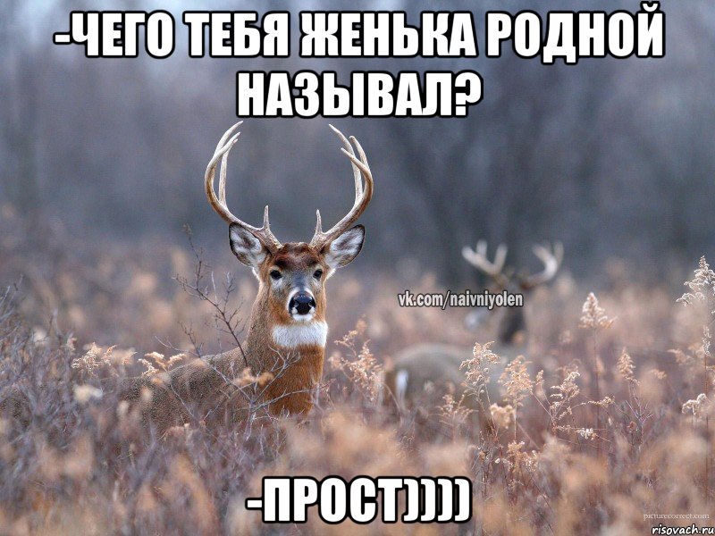 -чего тебя Женька родной называл? -прост)))), Мем   Наивный олень