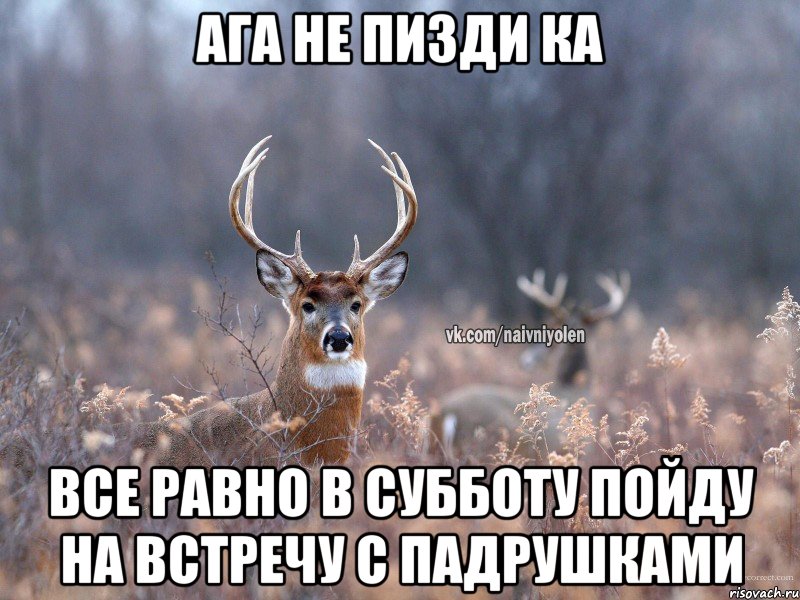 Ага не пизди ка Все равно в субботу пойду на встречу с падрушками, Мем   Наивный олень