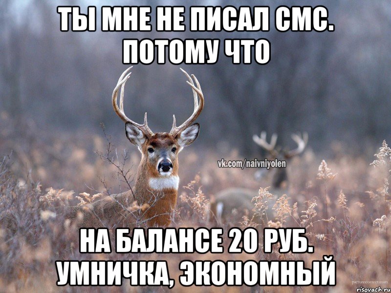 Ты мне не писал смс. Потому что На балансе 20 руб. Умничка, экономный, Мем   Наивный олень