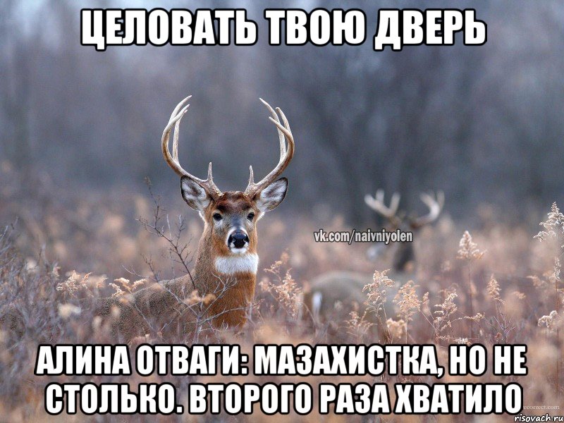 Целовать твою дверь Алина отваги: мазахистка, но не столько. Второго раза хватило, Мем   Наивный олень