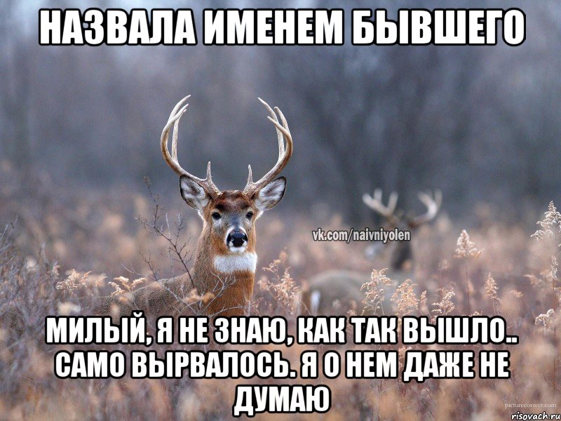 назвала именем бывшего милый, я не знаю, как так вышло.. само вырвалось. я о нем даже не думаю, Мем   Наивный олень