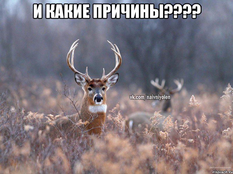 И какие причины???? , Мем   Наивный олень