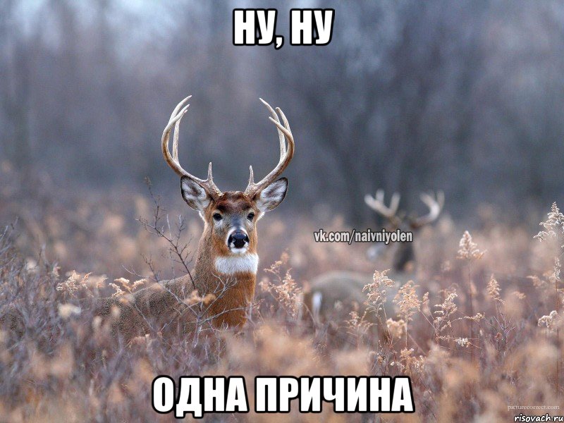 Ну, ну Одна причина, Мем   Наивный олень