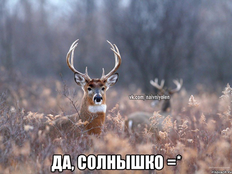  Да, солнышко =*, Мем   Наивный олень