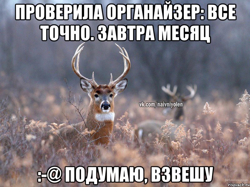 Проверила органайзер: все точно. Завтра месяц :-@ подумаю, взвешу, Мем   Наивный олень