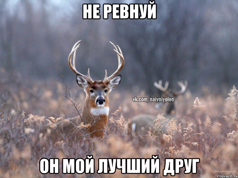 Не ревнуй Он мой лучший друг, Мем   Наивный олень