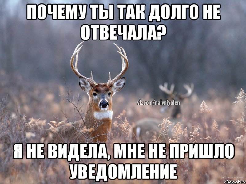 Почему ты так долго не отвечала? Я не видела, мне не пришло уведомление, Мем   Наивный олень