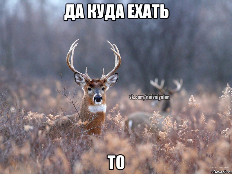 Да куда ехать То, Мем   Наивный олень