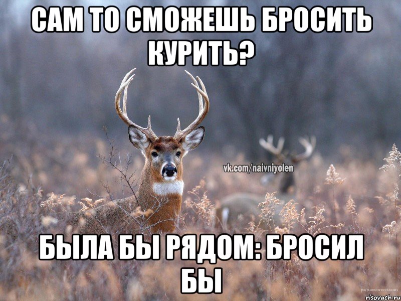 Сам то сможешь бросить курить? Была бы рядом: бросил бы, Мем   Наивный олень