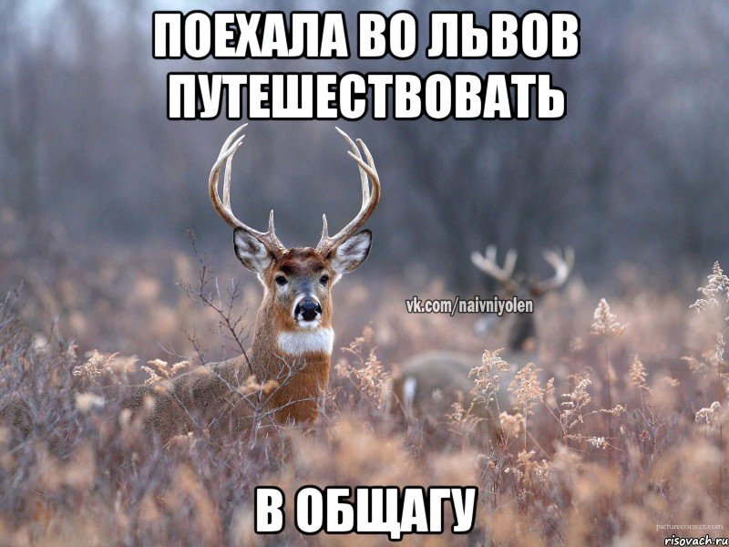 Поехала во Львов путешествовать В общагу, Мем   Наивный олень