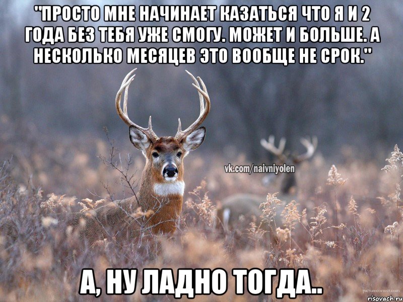 "просто мне начинает казаться что я и 2 года без тебя уже смогу. Может и больше. А несколько месяцев это вообще не срок." а, ну ладно тогда.., Мем   Наивный олень