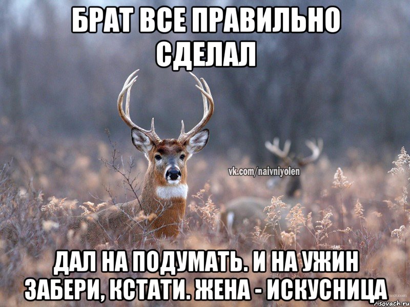 Брат все правильно сделал Дал на подумать. И на ужин забери, кстати. Жена - искусница, Мем   Наивный олень