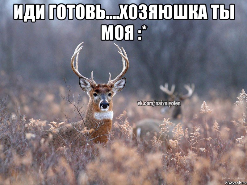 Иди готовь....хозяюшка ты моя :* , Мем   Наивный олень