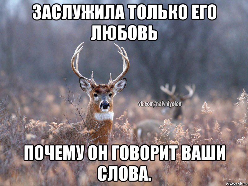 Заслужила только его любовь Почему он говорит ваши слова., Мем   Наивный олень