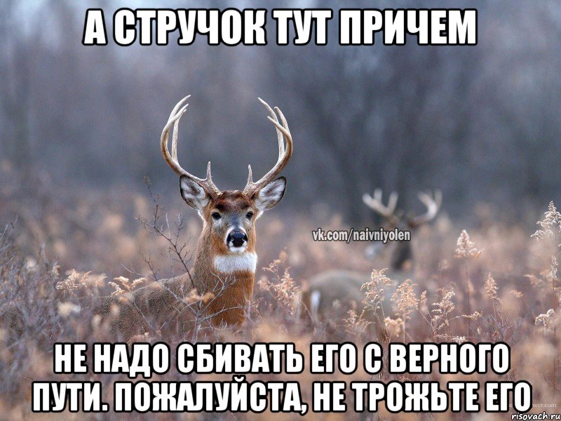 А Стручок тут причем Не надо сбивать его с верного пути. Пожалуйста, не трожьте его, Мем   Наивный олень