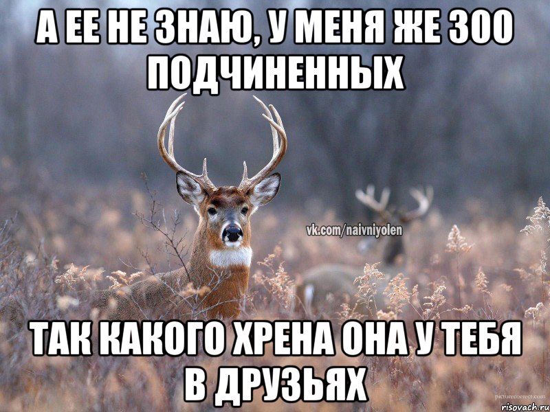 А ее не знаю, у меня же 300 подчиненных Так какого хрена она у тебя в друзьях, Мем   Наивный олень