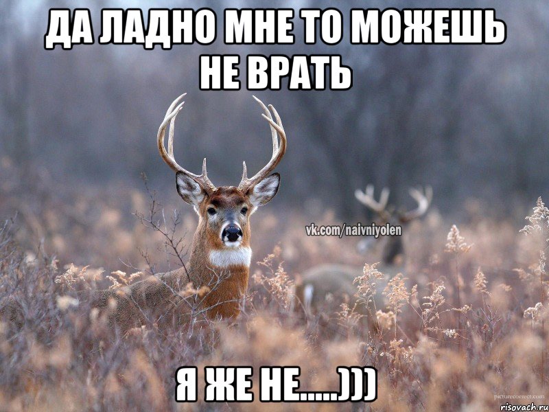 да ладно мне то можешь не врать я же не.....))), Мем   Наивный олень