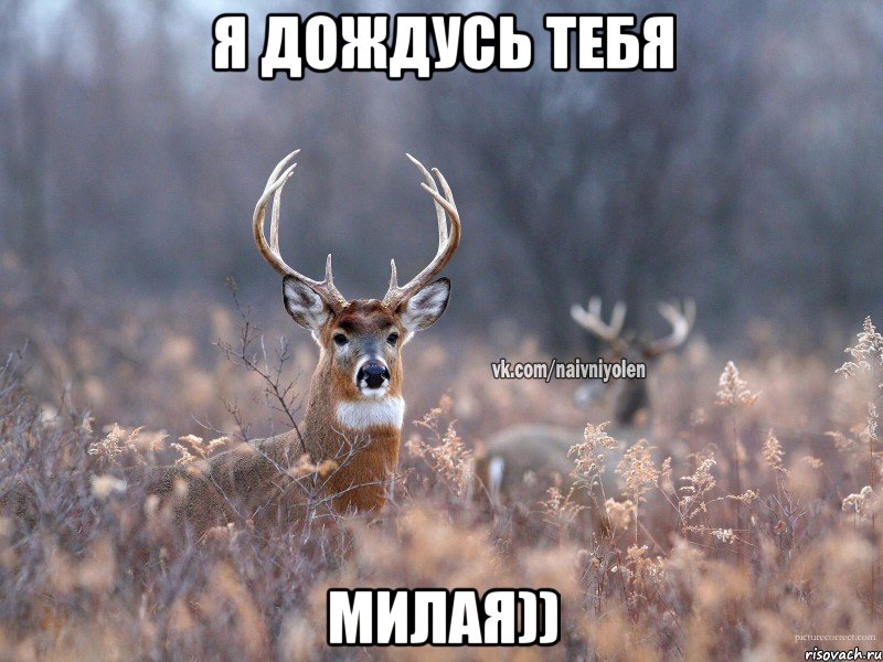 я дождусь тебя милая)), Мем   Наивный олень