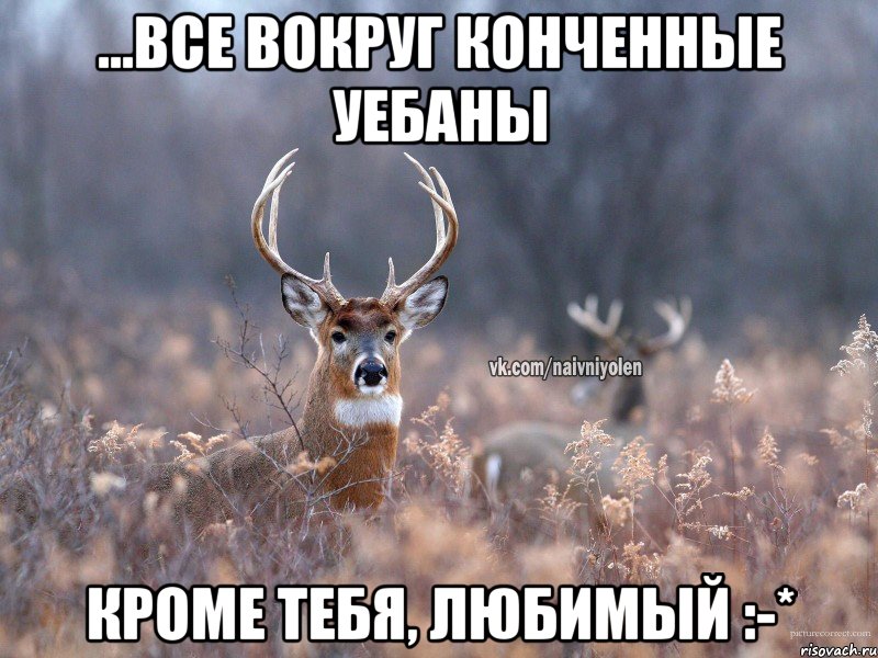 ...все вокруг конченные уебаны Кроме тебя, любимый :-*, Мем   Наивный олень