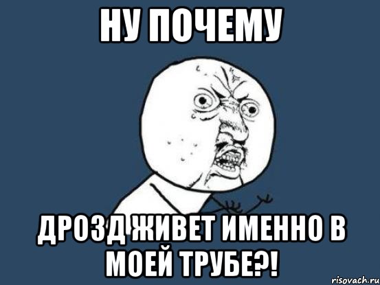 ну почему дрозд живет именно в моей трубе?!, Мем Ну почему