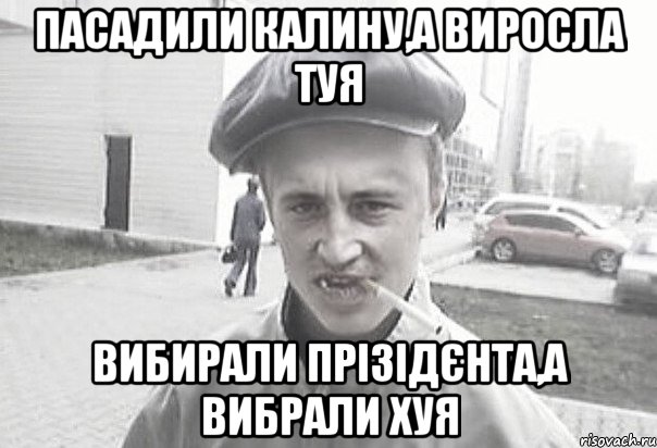 Пасадили калину,а виросла туя Вибирали прізідєнта,а вибрали ХУЯ, Мем Пацанська философия