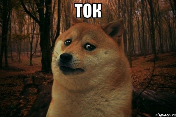 ток , Мем SAD DOGE