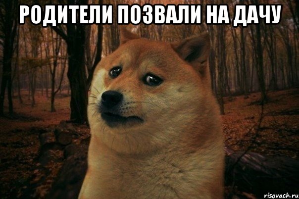 РОДИТЕЛИ ПОЗВАЛИ НА ДАЧУ , Мем SAD DOGE