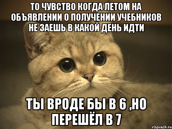 То чувство когда летом на объявлении о получении учебников не заешь в какой день идти ты вроде бы в 6 ,но перешёл в 7, Мем Пидрила ебаная котик