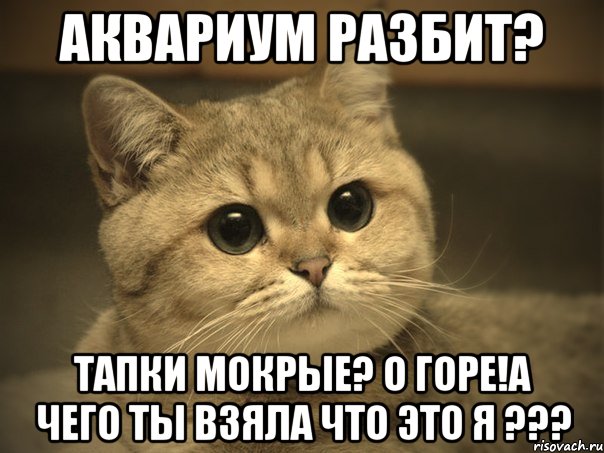 Аквариум разбит? Тапки мокрые? О горе!а чего ты взяла что это я ???, Мем Пидрила ебаная котик