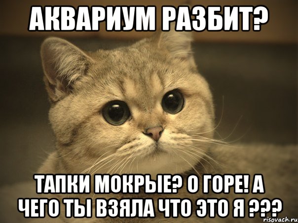 Аквариум разбит? Тапки мокрые? О горе! а чего ты взяла что это я ???, Мем Пидрила ебаная котик