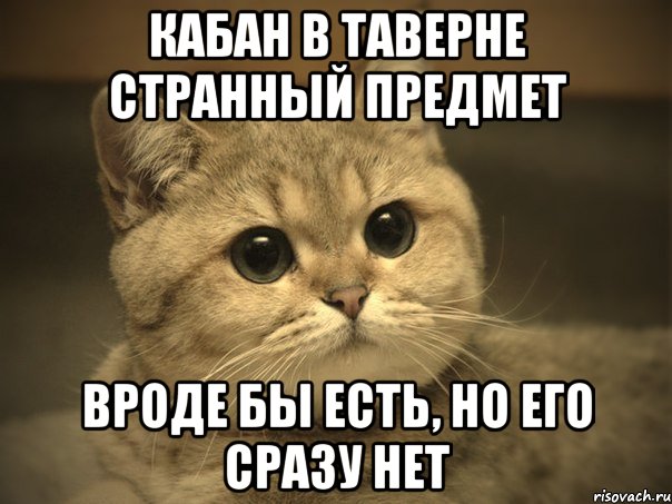 Кабан в таверне странный предмет Вроде бы есть, но его сразу нет, Мем Пидрила ебаная котик