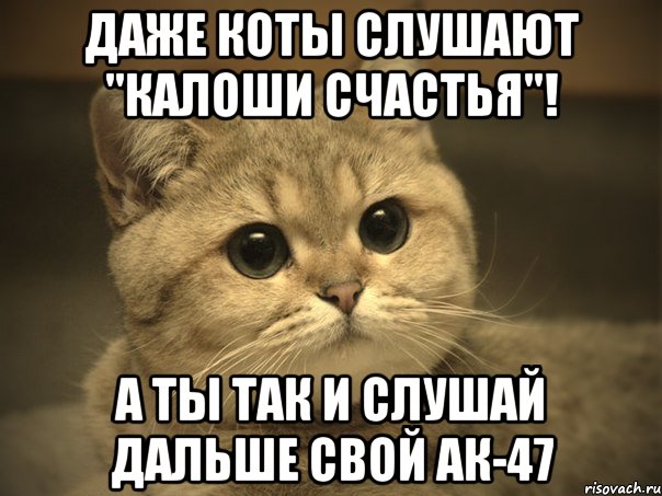 Даже коты слушают "Калоши Счастья"! А ты так и слушай дальше свой АК-47, Мем Пидрила ебаная котик