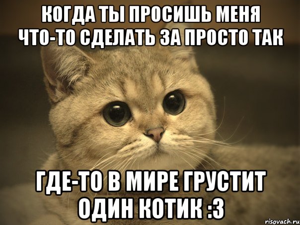 Когда ты просишь меня что-то сделать за просто так Где-то в мире грустит один котик :3, Мем Пидрила ебаная котик