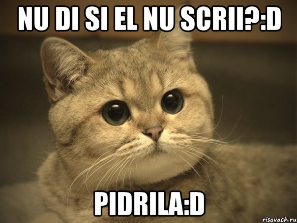 nu di si el nu scrii?:D pidrila:D, Мем Пидрила ебаная котик