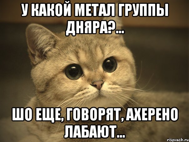 у какой метал группы дняра?... шо еще, говорят, ахерено лабают..., Мем Пидрила ебаная котик