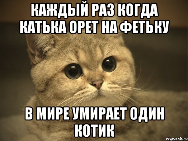 Каждый раз когда Катька орет на Фетьку В мире умирает один котик, Мем Пидрила ебаная котик