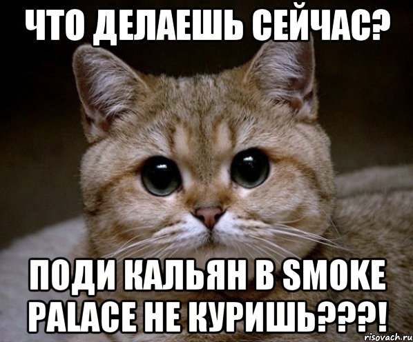 Что делаешь сейчас? Поди кальян в Smoke Palace не куришь???!, Мем Пидрила Ебаная