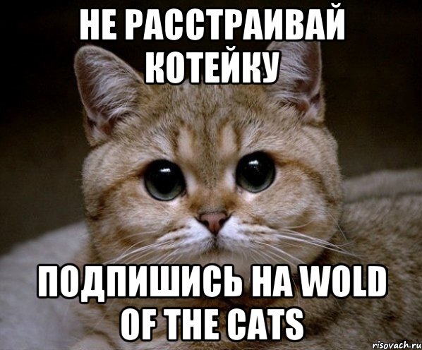 Не расстраивай котейку подпишись на wold of the cats, Мем Пидрила Ебаная