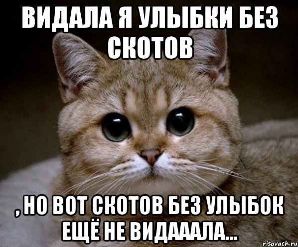 Видала я улыбки без скотов , но вот скотов без улыбок ещё не видааала..., Мем Пидрила Ебаная