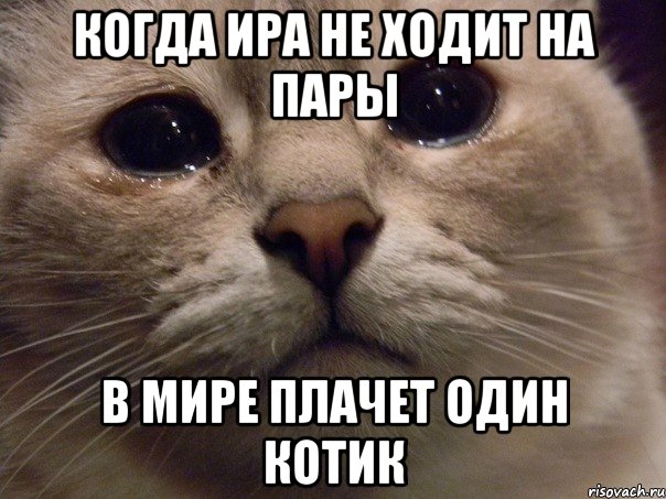 Когда Ира не ходит на пары в мире плачет один котик, Мем   В мире грустит один котик