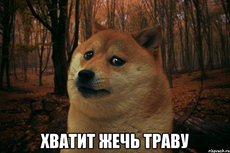  хватит жечь траву, Мем SAD DOGE