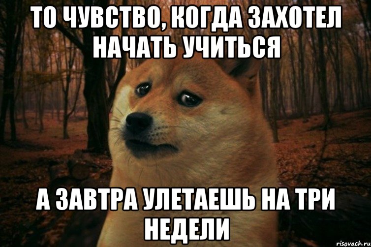 то чувство, когда захотел начать учиться а завтра улетаешь на три недели, Мем SAD DOGE