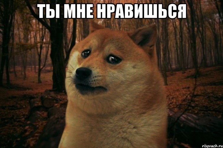 Ты мне нравишься , Мем SAD DOGE