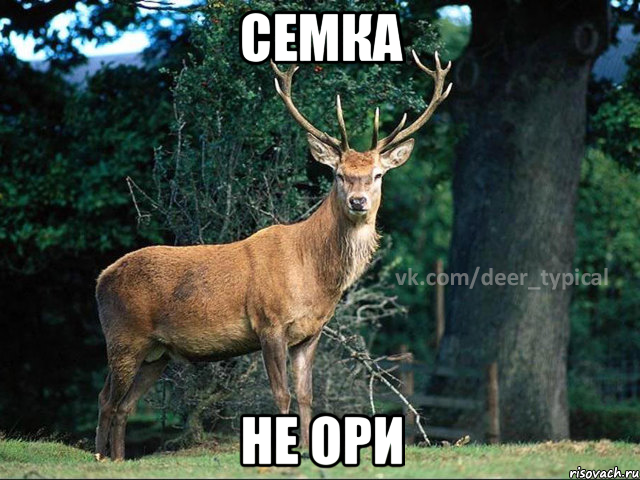 семка не ори, Мем Паблик Типичный олень