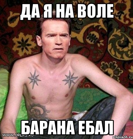 да я на воле барана ебал